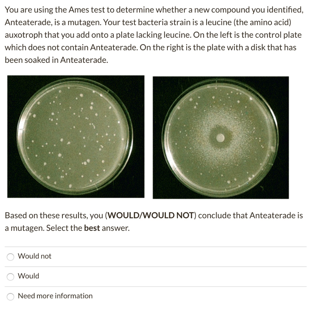 SOLVED You are using the Ames test to determine whether a new compound