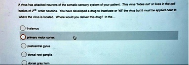 a virus has attacked neurons of the somatic sensory system of your patient this virus hides out or lives in the cell bodies of 2nd order neurons you have developed a drug to inactivate or ki 73384