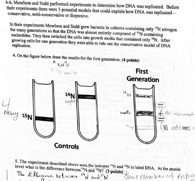 SOLVED 46; Meselson and Stahl performed experiments (o determine how