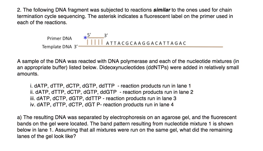 SOLVED:The following DNA fragment was subjected to reactions similar to ...