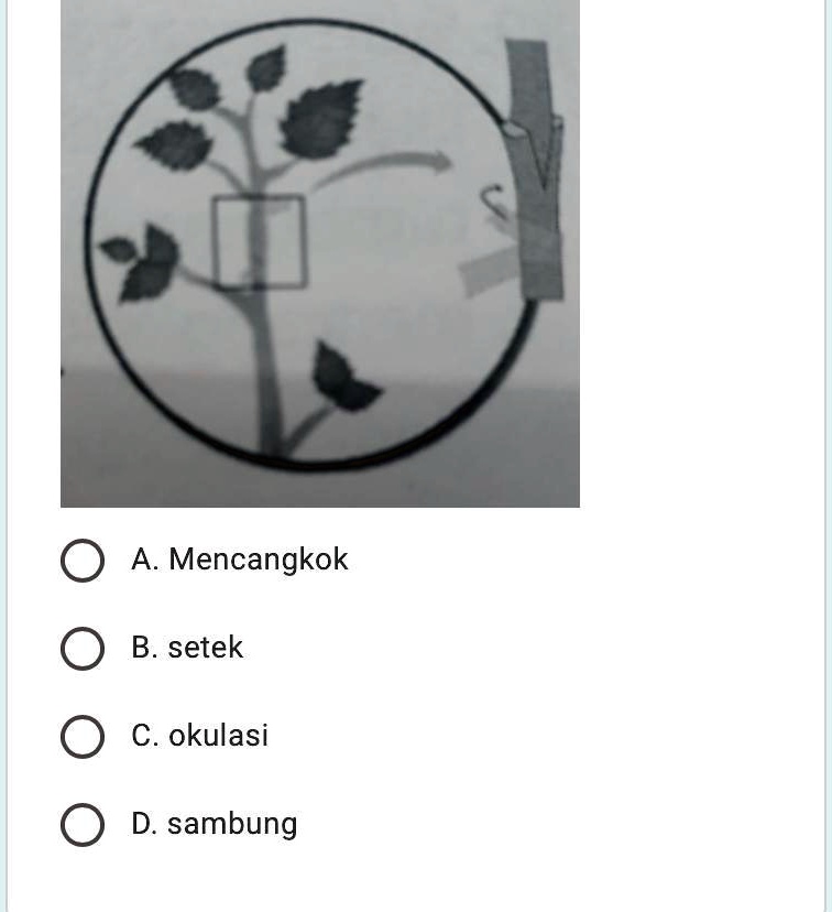 Solved Gambar Tersebut Merupakan Cara Perkembangbiakan Vegetatif