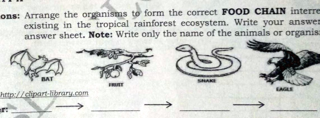 SOLVED: 'Directions: Arrange the organisms to form the correct FOOD CHAIN  interrelationshipexisting in the tropical rainforest ecosystem. Write your  answers in youranswer sheet. Note: Write only the name of the animals or