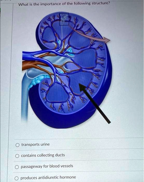SOLVED What is the importance of the following structure? Transports