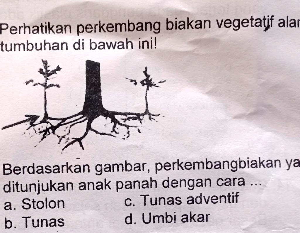 SOLVED: 7. Perhatikan Perkembang Biakan Vegetatif Alamitumbuhan Di ...