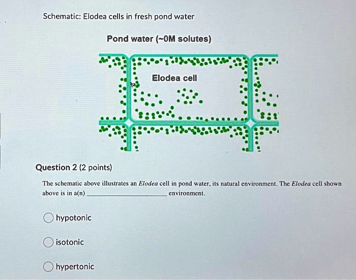 SOLVED: Schematic: Elodea cells in fresh pond water Pond water ( OM ...