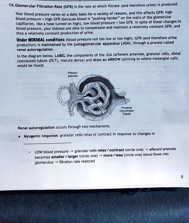 14. Glomerular Filtration Rate (GFR) is the rate at which filtrate (and therefore urine) is produced. Your blood pressure varies on a daily basis for a variety of reasons, and this affects GFR: high blood pressure = high GFR (because blood is "pushing harder" on the walls of the glomerular capillaries, like a hose turned on high), low blood pressure = low GFR. In spite of these changes in blood pressure, your kidneys are able to compensate and maintain a relatively constant GFR, and thus a relatively constant production of urine. Under NORMAL conditions (blood pressure not too low or too high), GFR (and therefore urine production) is maintained by the juxtaglomerular apparatus (JGA), through a process called renal autoregulation. In the diagram below, LABEL the components of the JGA (afferent arteriole, granular cells, distal convoluted tubule (DCT), macula densa) and draw an ARROW pointing to where mesangial cells would be found. Efferent arteriole Proximal Convoluted Tubule Renal autoregulation occurs through two mechanisms: ? Myogenic response: granular cells relax or contract in response to changes in - LOW blood pressure ? granular cells relax / contract (circle one) ? afferent arteriole becomes smaller / larger (circle one) ? more / less (circle one) blood flows into glomerulus ? filtration rate restored