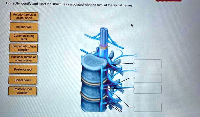 Correctly identify and label the structures associated with the rami of