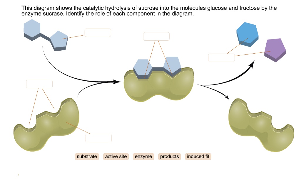 Solved This Diagram Shows The Catalytic Hydrolysis Of Sucrose Into The Molecules Glucose And