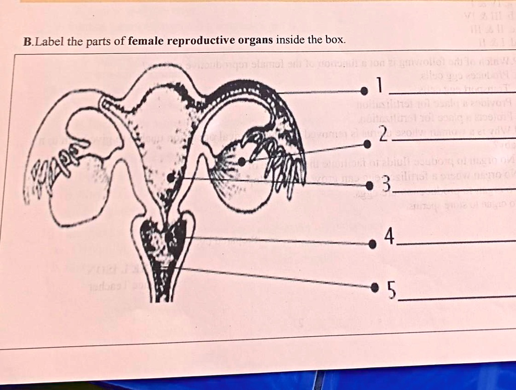 SOLVED: Female Reproductive System Label the parts of the female ...