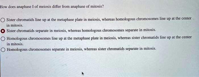 How does anaphase I of meiosis differ from anaphase of mitosis? Sister chromatids line up at the metaphase plate in meiosis, whereas homologous chromosomes line up at the center in mitosis. Sister chromatids separate in meiosis, whereas homologous chromosomes separate in mitosis. Homologous chromosomes line up at the metaphase plate in meiosis, whereas sister chromatids line up at the center in mitosis. Homologous chromosomes separate in meiosis, whereas sister chromatids separate in mitosis.