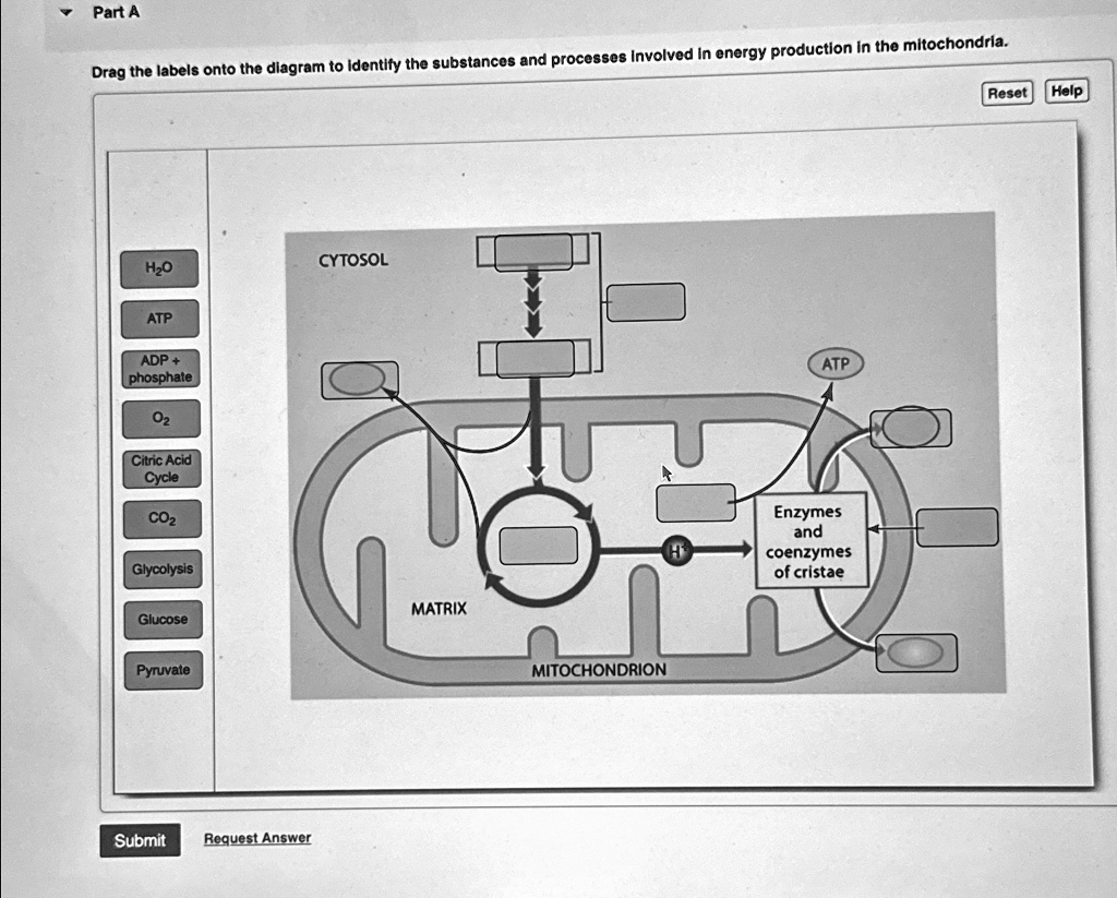 [GET ANSWER] part a drag the labels onto the diagram to identify the ...