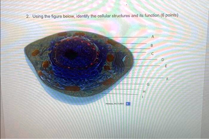 2. Using the figure below, identify the cellular structures and its ...