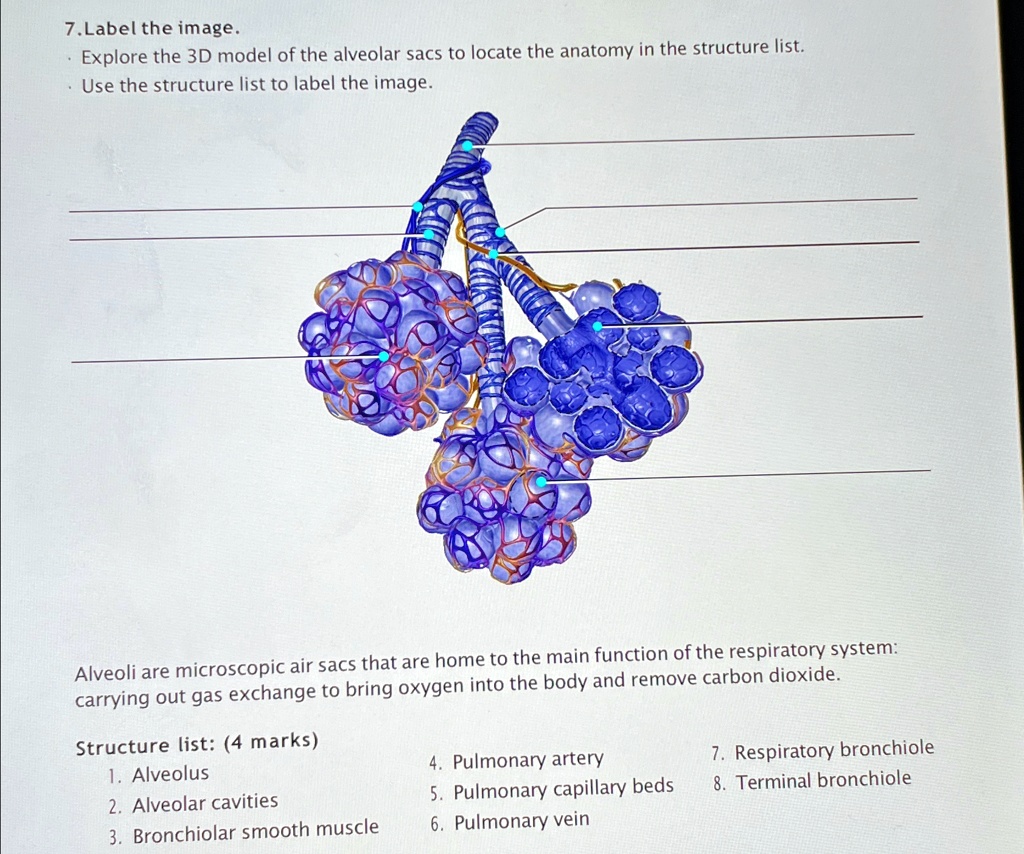 SOLVED: Label the image. Explore the 3D model of the alveolar sacs to ...