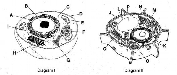 SOLVED: 'What is the name of structure [G] in the diagram above ...