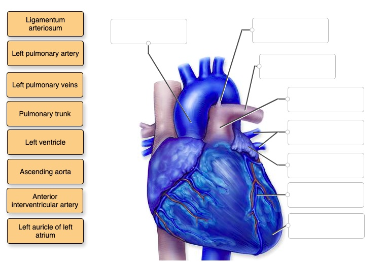 Solved Correctly Label The Following External Anatomy Of The Anterior