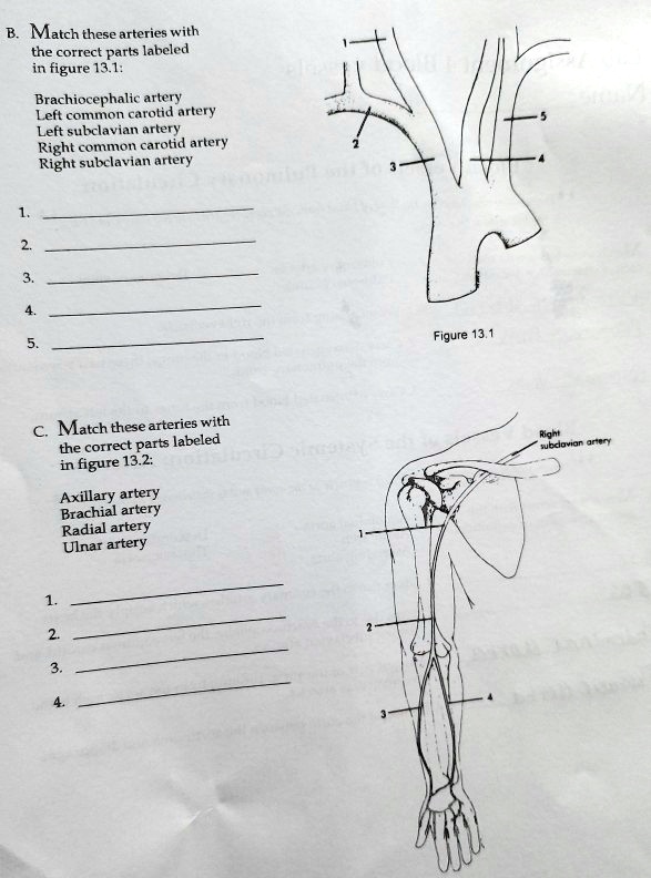 SOLVED: Match these arteries with the correct parts labeled in figure ...