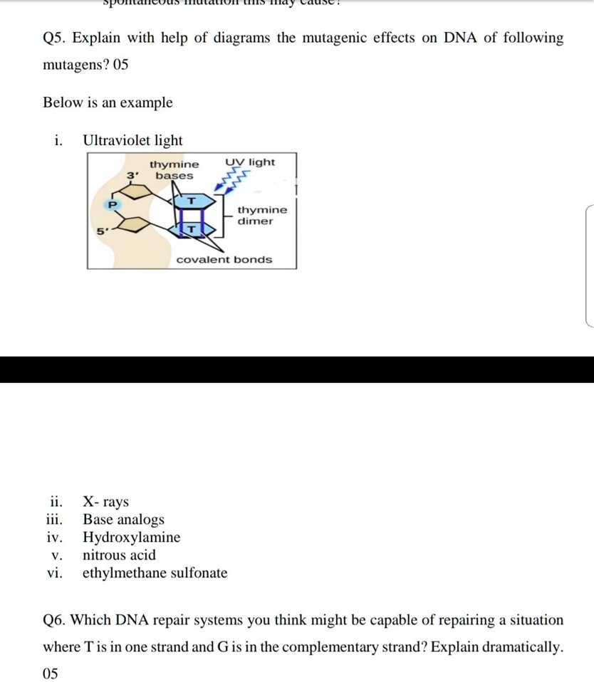 SOLVED Q5. Explain with help of diagrams the mutagenic effects on DNA