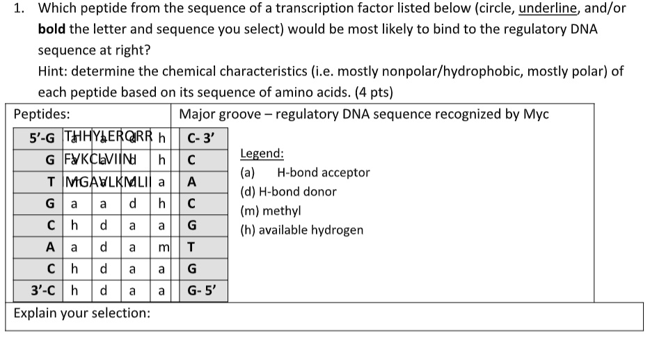 which peptide from the sequence of a transcription factor listed below