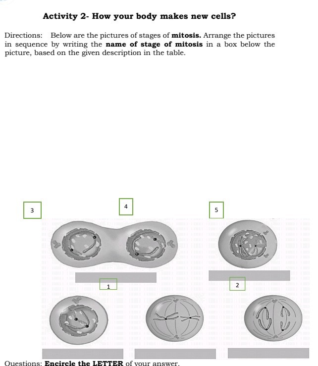 Activity 2- How your body makes new cells? Directions: Below are the ...