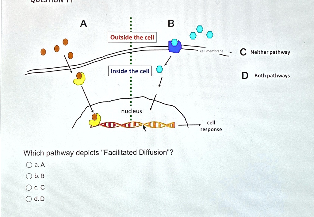 A B Outside the cell Inside the cell nucleus Which pathway depicts ...