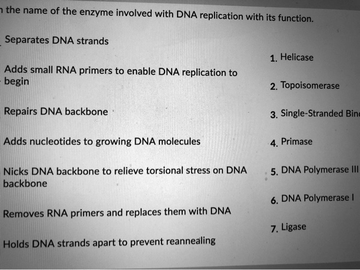 SOLVED the name of the enzyme involved with DNA replication with its