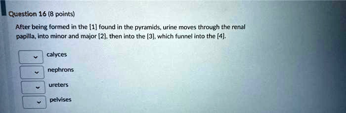 After being formed in the [1] found in the pyramids, urine moves through the renal papilla, into minor and major [2], then into the [3], which funnel into the [4].
calyces
nephrons
ureters
pelvises