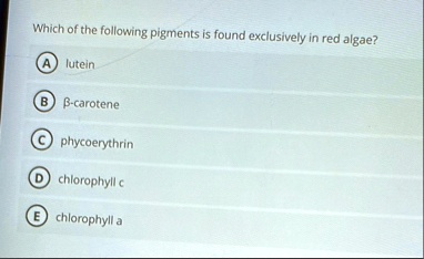 which of the following pigments is found exclusively in red algae lutein beta carotene phycoerythrin chlorophyll c chlorophyll a 18739