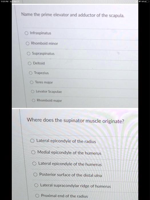 Name the prime elevator and adductor of the scapula.
Infraspinatus
Rhomboid minor
Supraspinatus
Deltoid
Trapezius
Teres major
Levator Scapulae
Rhomboid major
Where does the supinator muscle originate?
Lateral epicondyle of the radius
Medial epicondyle of the humerus
Lateral epicondyle of the humerus
Posterior surface of the distal ulna
Lateral supracondylar ridge of humerus
Proximal end of the radius
