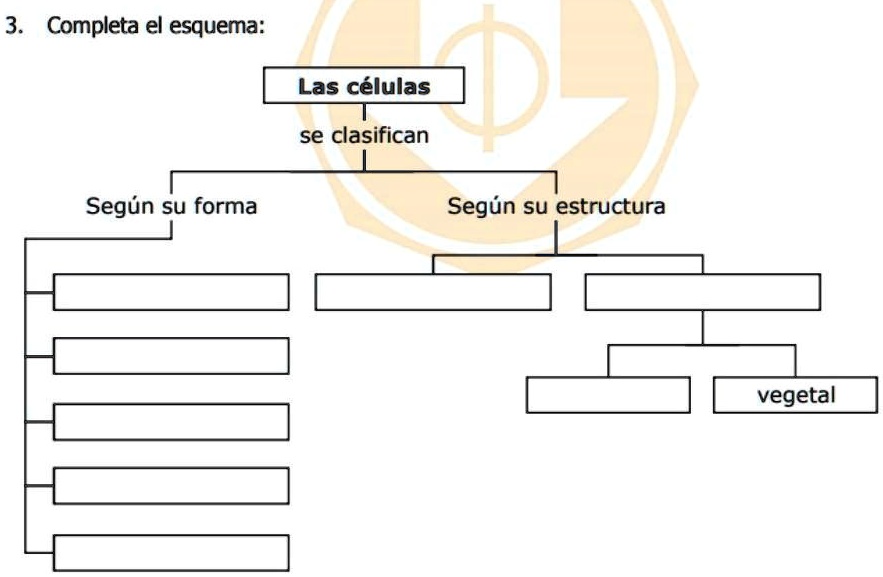 SOLVED: aydenme con esto porfa, doy coronita :3 3. Completa el esquema