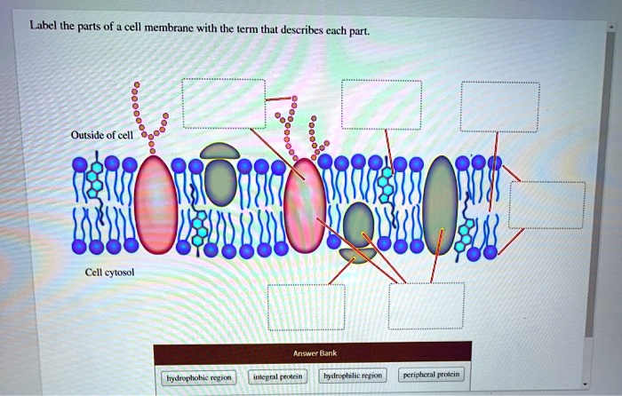 SOLVED: Label the parts of the cell membrane with the term that ...