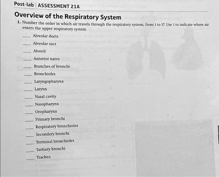 Post Labassessment 21a Overview Of The Respiratory System Enters The ...