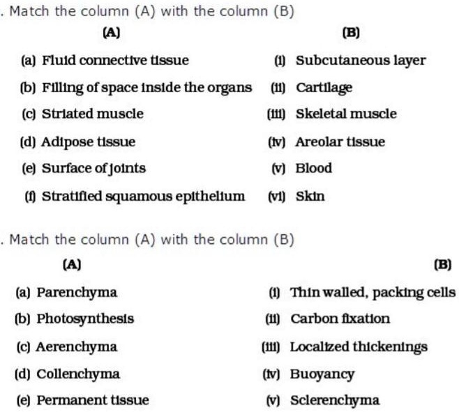 Match the column - 1 (Name of algal cell) with column-ll(shape of  chloroplast) and choose the correct answer, on the basis of codes given in  column-I and II Column- (Name of Algal