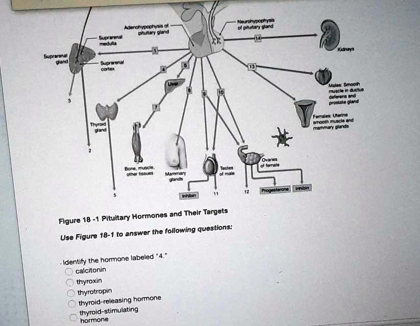 Neurohypophysis Adenohypophysis Or Pituitary Gland Suprarenal Medulla