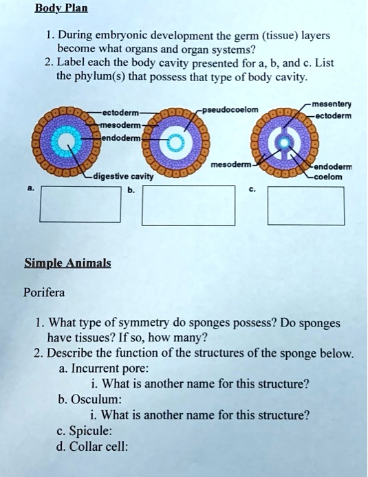 SOLVED During embryonic development, the germ (tissue) layers