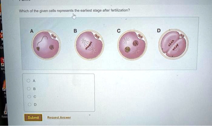 Which of the given cells represents the earliest stage after fertilization?