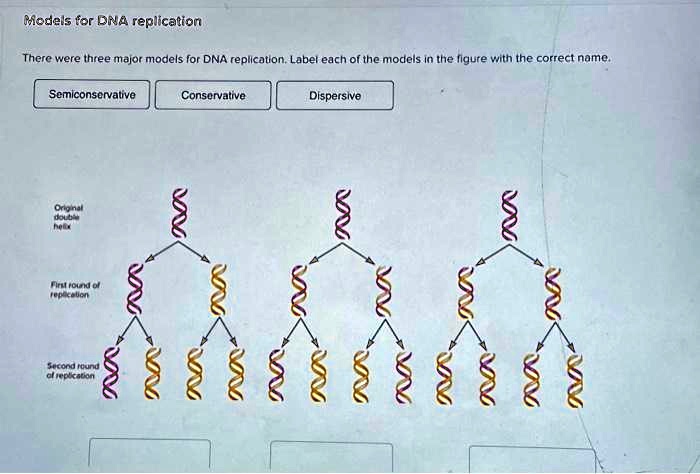 SOLVED: Texts: Models for DNA replication There were three major models ...