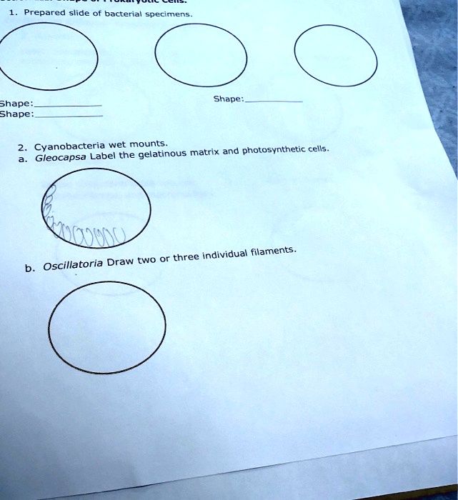 SOLVEDPrepared slide bacterial specimens Shape Shape Shape