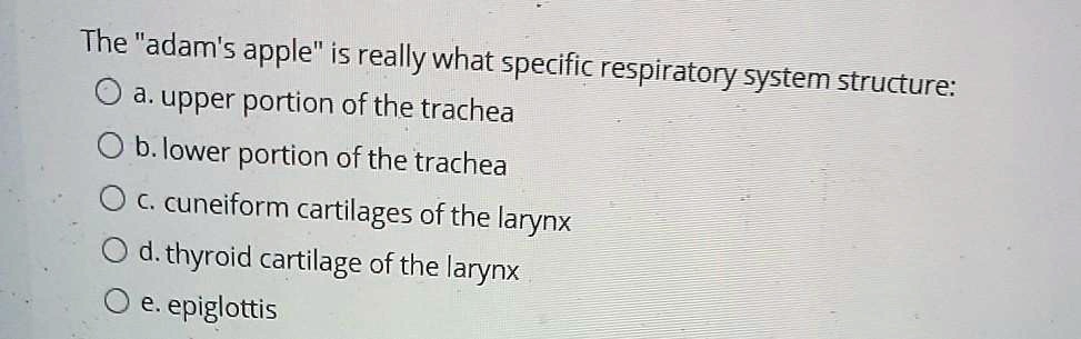 The "adam's apple" is really what specific respiratory system structure:
a. upper portion of the trachea
b. lower portion of the trachea
c. cuneiform cartilages of the larynx
d. thyroid cartilage of the larynx
e. epiglottis