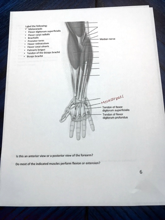 SOLVED: Metacarpals, Flexor digitorum superficialis, Flexor carpi ...