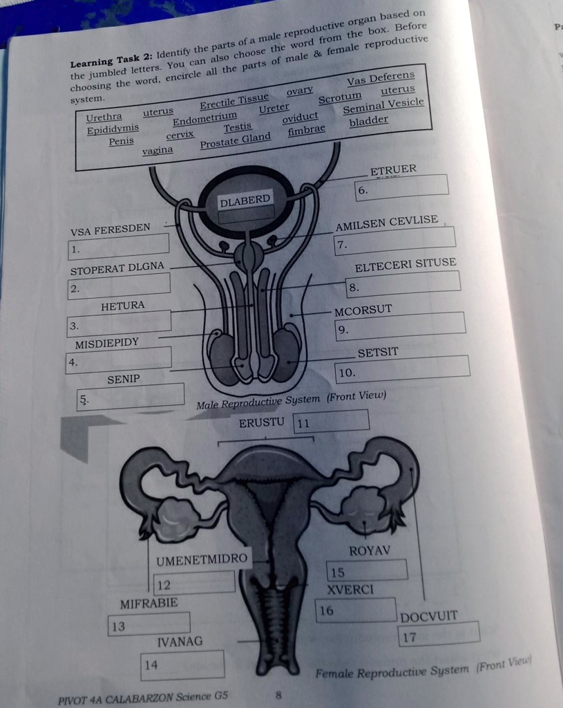 SOLVED: Learning Task 2: Identify the parts of a male reproductive ...