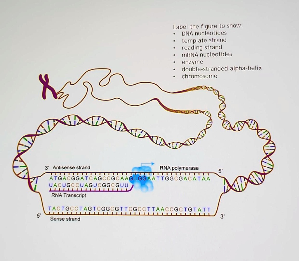 SOLVED: Texts: Label the figure to show DNA nucleotides, template ...