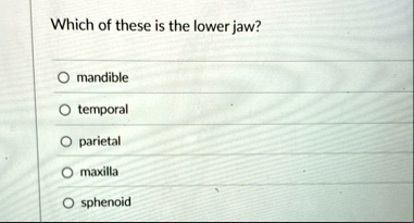 which of these is the lower jaw mandible temporal parietal maxilla sphenoid 87689
