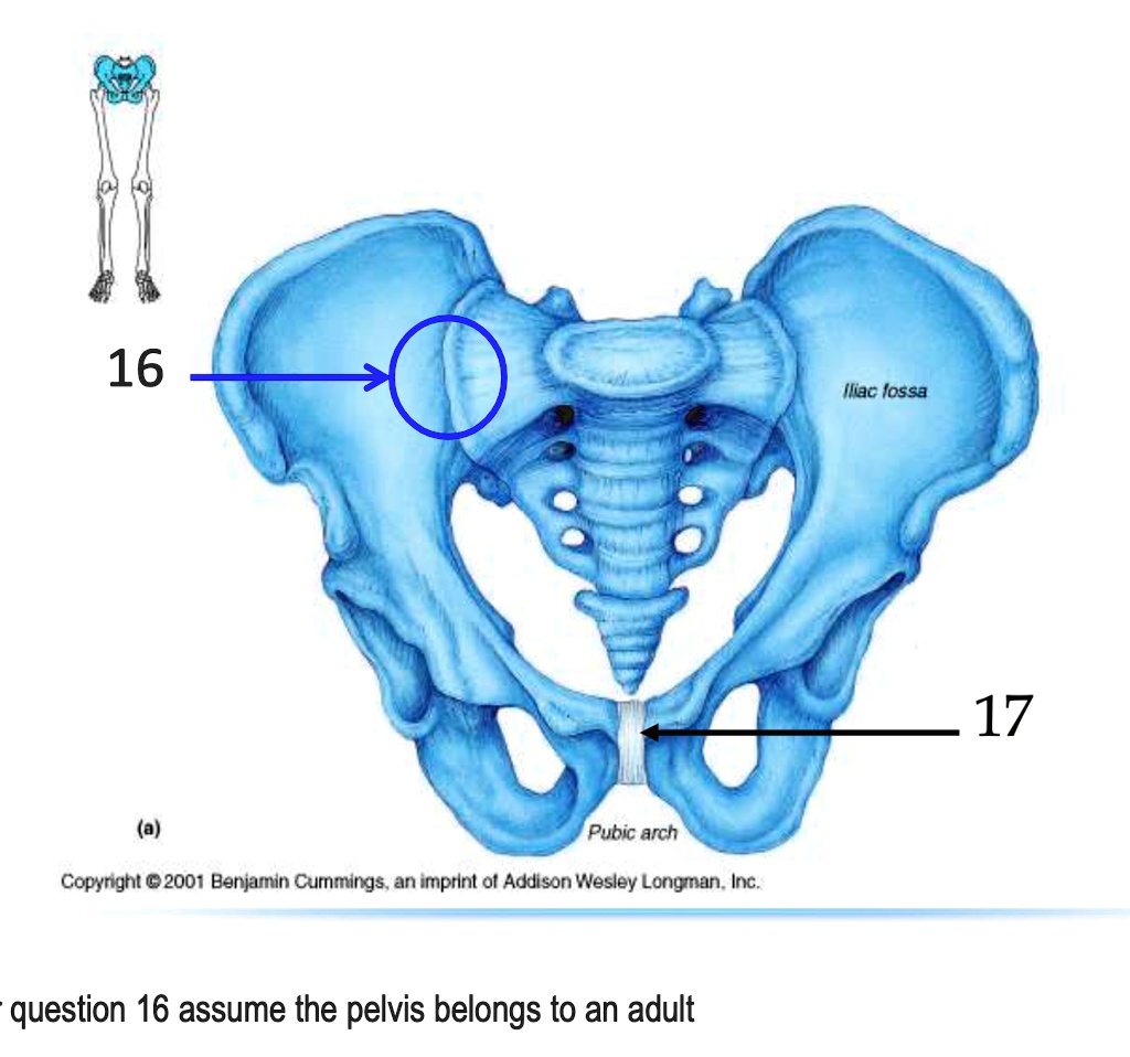 SOLVED: Joint name structural classification (key 1) Functional ...