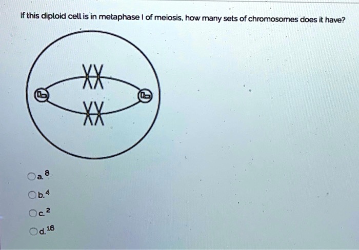 SOLVED: If this diploid cellis in metaphase / of meiosis, how many sets ...