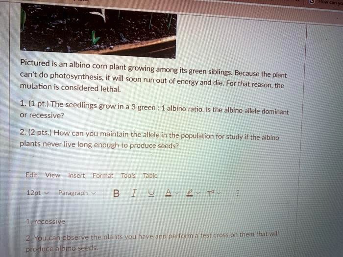 SOLVED Pictured is an albino corn plant growing among its green