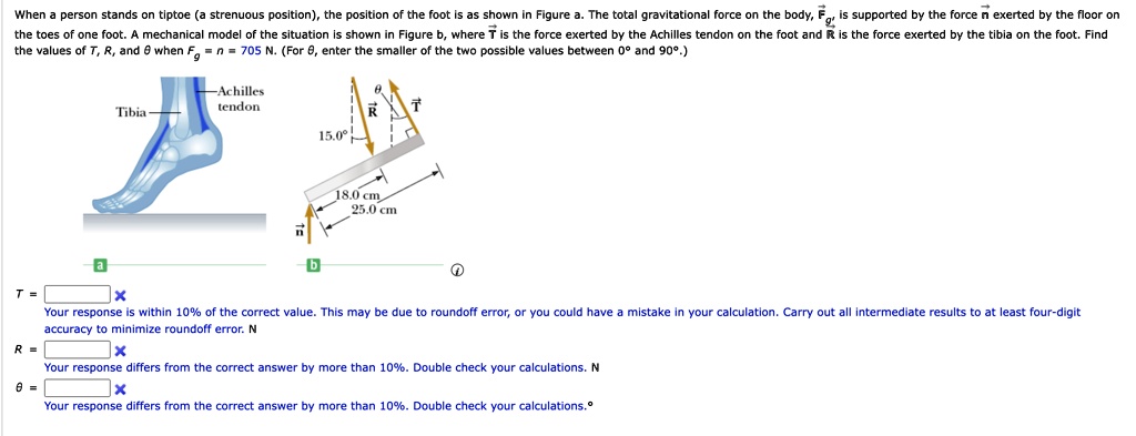 when a person stands on tiptoe a strenuous position the position of the foot is as shown in figure a the total gravitational force on the body vecfg is supported by the force vecn exerted b 86835