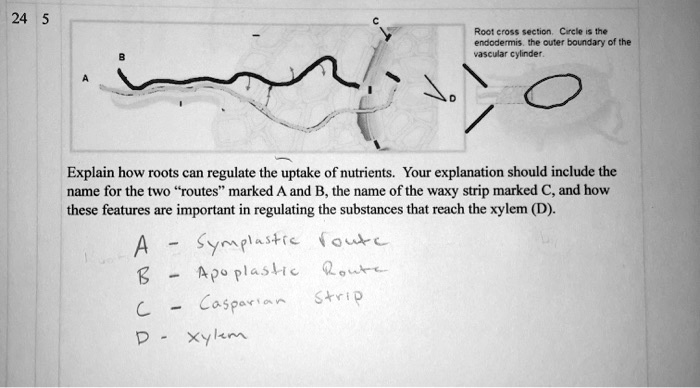 root cross gection cucte emcodenmis che outf dolncic ohtne ascula chincet explain how roots can regulate the uptake of nutrients your explanation should include the name for the two routes m 54191