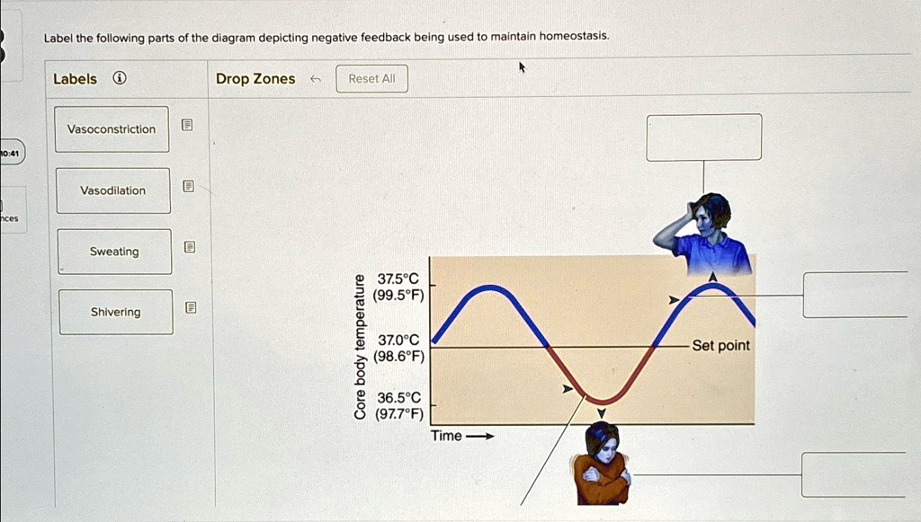 Label the following parts of the diagram depicting negative feedback