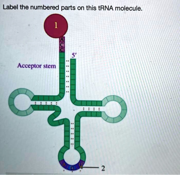 Solved Label The Numbered Parts On This Trna Molecule Acceptor Stem