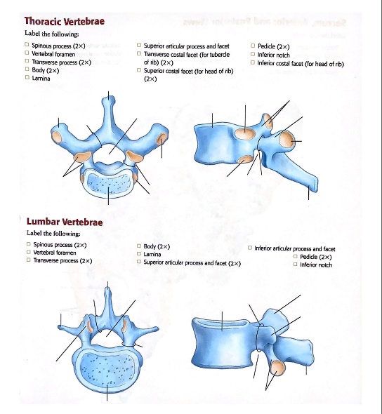 SOLVED: Text: Thoracic Vertebrae Label the following: Lumbar Vertebrae ...